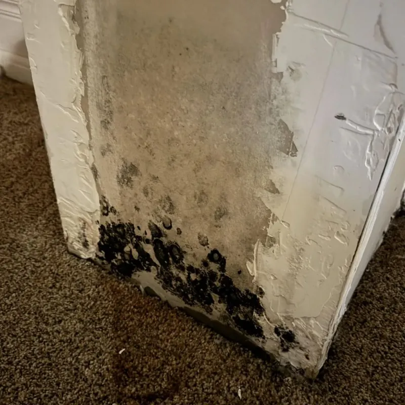 Professional Mold Removal in Lamoille County, VT